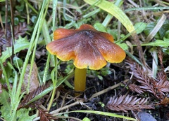 Hygrocybe