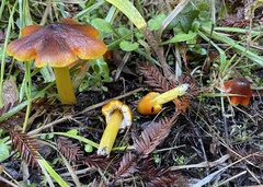 Hygrocybe