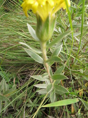 Lasiosiphon polyanthus