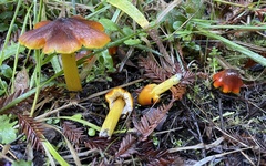 Hygrocybe
