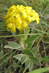 Lasiosiphon polyanthus