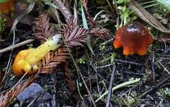 Hygrocybe