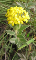 Lasiosiphon polyanthus