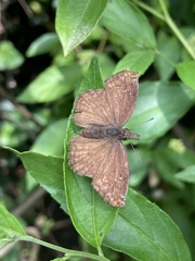 Anisochoria sublimbata