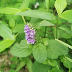 Scutellaria pekinensis