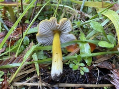 Hygrocybe
