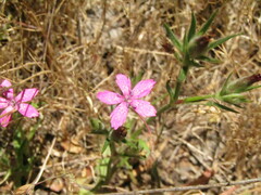 Dianthus armeria