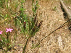 Dianthus armeria
