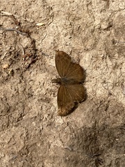 Anisochoria sublimbata