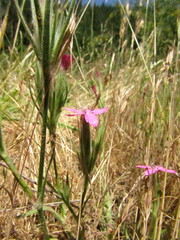 Dianthus armeria
