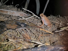 Ingerophrynus parvus