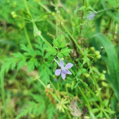 Delphinium anthriscifolium