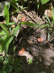 Leucopaxillus