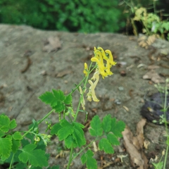 Corydalis pallida