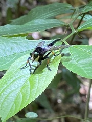 Amblyonychus