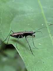 Odontocheila