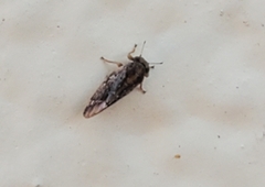 Pachypsylla celtidisvesicula