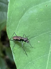 Odontocheila