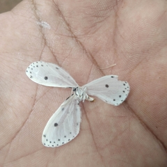 Naxa textilis