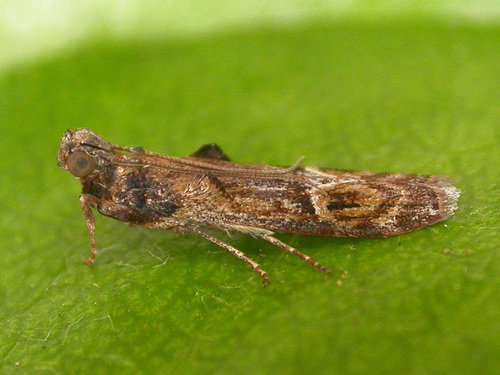 Balanomis encyclia Meyrick, 1887