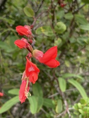 Camptosema rubicundum
