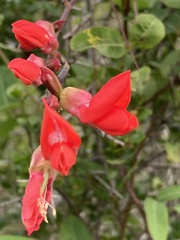 Camptosema rubicundum