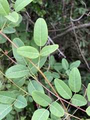 Camptosema rubicundum
