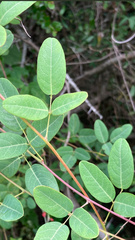 Camptosema rubicundum
