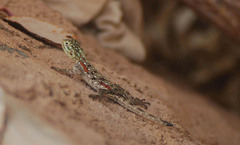 Agama lionotus