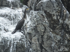 Phalacrocorax capillatus