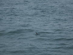 Synthliboramphus antiquus