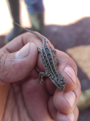Sceloporus scalaris
