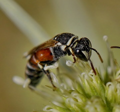 Hylaeus variegatus