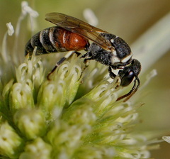 Hylaeus variegatus