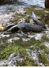 Acipenser fulvescens