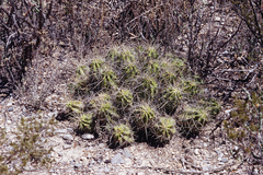 Echinocereus enneacanthus enneacanthus