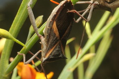 Mictis profana