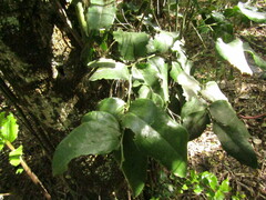 Citronella mucronata