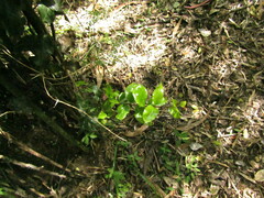 Citronella mucronata
