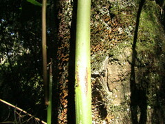 Citronella mucronata