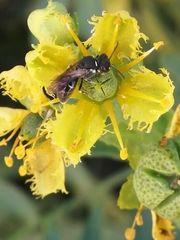 Hylaeus punctatus
