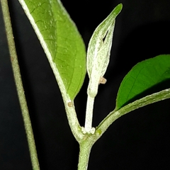 Gorgythion begga begga