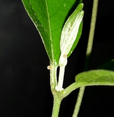 Gorgythion begga begga