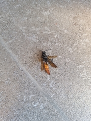 Elaphroptera