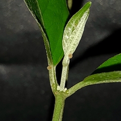 Gorgythion begga begga