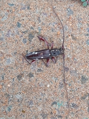 Ambonus interrogationis