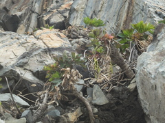 Peucedanum japonicum