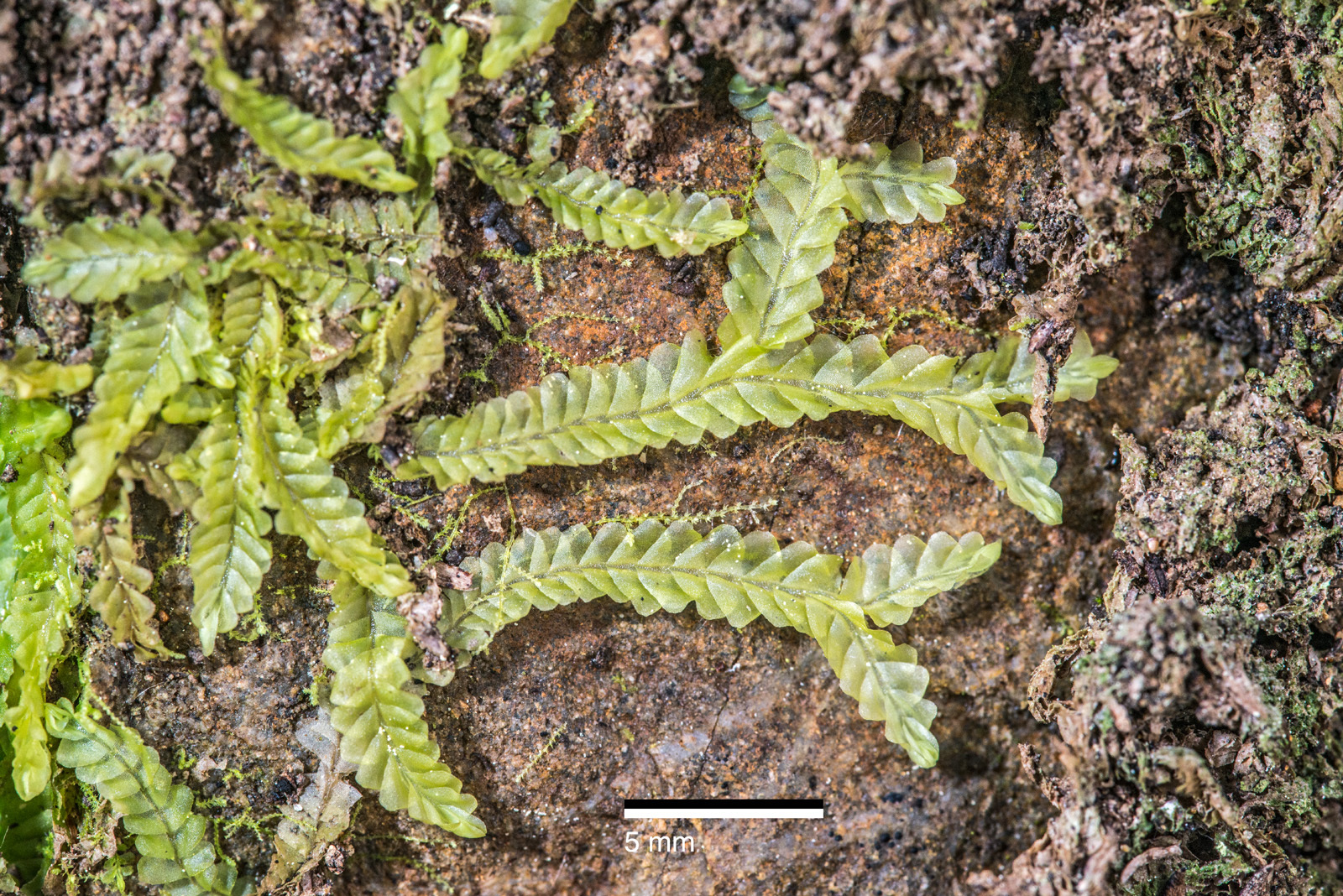 Chiloscyphus