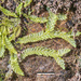 Lophocolea semiteres semiteres - Photo (c) Jeremy Rolfe, some rights reserved (CC BY), uploaded by Jeremy Rolfe