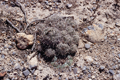 Coryphantha delicata